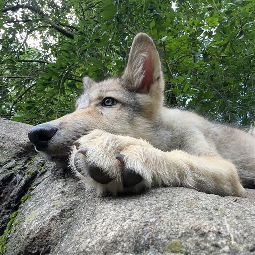 73K views · 7.1K reactions | All wolves deserve to know peace  | Wolf Conservation Center | Facebook