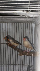 5.7K views · 153 reactions | Bagong ibon Star at Java Baka may pamaris ka dito kaHobby 列❤️ #hobbynidaddy #finches #forevergrateful | HOBBY NI DADDY | Facebook