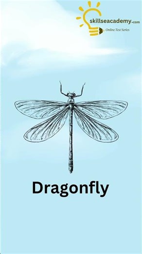 Learn Insects Spelling for Kids | Easy & Fun