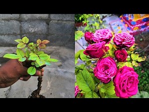 How to save a dying rose plant | Proven tips for reviving your roses