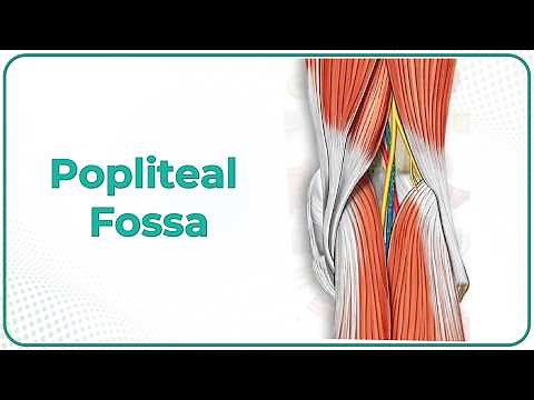 Popliteal fossa Anatomy Animation : Boundaries, Contents and Relations / USMLE Step 1