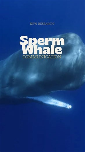 Action for Dolphins | Scientists may have just uncovered a hidden layer of sperm whale communication. By speeding up thousands of click recordings, researchers... | Instagram