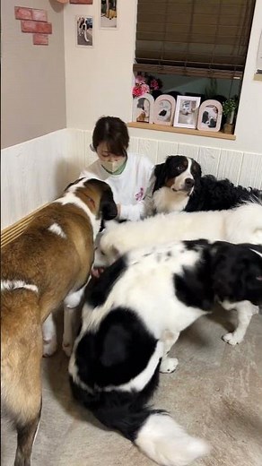 大型犬ふれあいカフェ ほっとひと犬（東京・瑞江）の魅力を深掘り！04