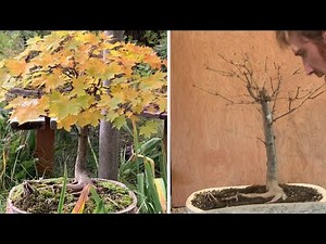 Norway Maple Bonsai - Spring Repot, Partial Defoliation, Fall Colors