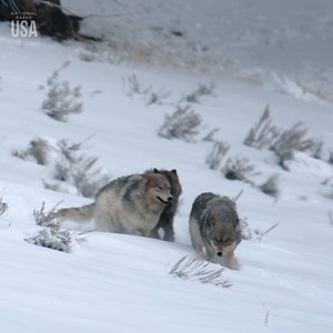 Oh hey, long time no howl 👋 🐺 Wolves, like dogs, display affectionate behaviors when they see a familiar face, like face-licking, tail wagging, and respectful bowing. These playful interactions help to strengthen social bonds within the pack. #NationalParksUSA is now streaming on Hulu. | National Geographic Animals