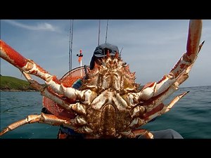 Catch, Dispatch, Cook, and Prepare SPIDER CRAB