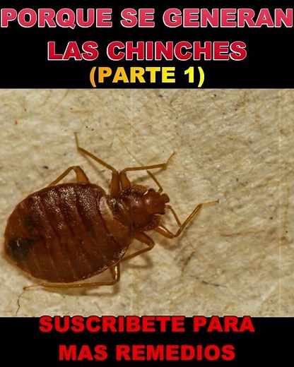 Porque Se Generan Las Chinches ❄ Como Eliminar Chinches En Casa 🔴 Como Eliminar Chinches Con el Sol