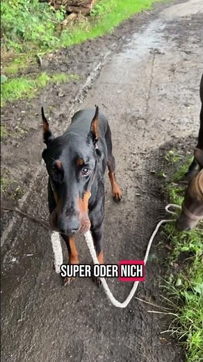 DOBERMANN REAV HAT EIN NEUES HAUSTIER‼️