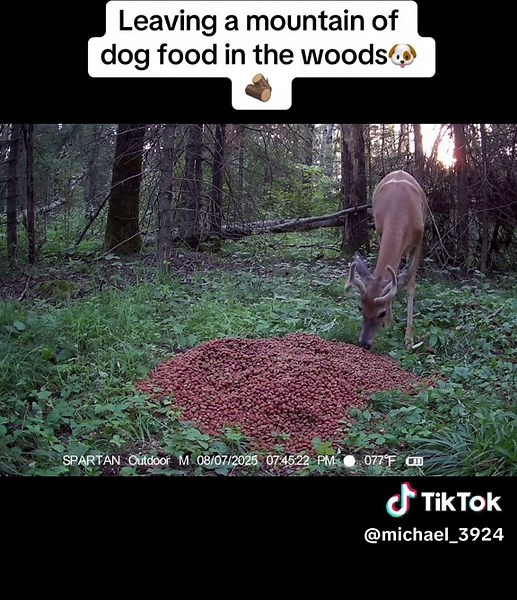 Understanding Deer Behavior in the Woods