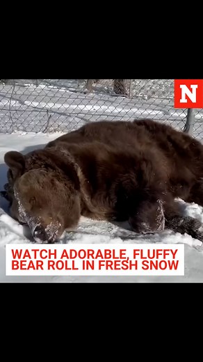 67K views · 963 reactions | An adorable brown bear was recently seen enjoying some fresh snow in their enclosure at an animal sanctuary in Otisville, New York. This footage shows the bear, Leo, rolling around in the snow. | Newsweek | Facebook