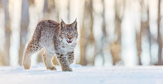 Bobcats in Mississippi: Types & Where They Live