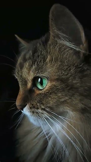 Маня 😽💖 #violin