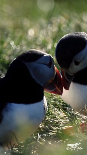 It’s Valentine’s Day. We’d love to be talking about love: wild landscapes at sunrise, the return of migrating birds, the quiet resilience of wild neighbors finding their place in shared habitats. Instead, we’re talking about federal rollbacks, dismantled safeguards, and the accelerating erosion of public protections. We would prefer a different conversation. But when wildlife, public lands, and climate stability are under coordinated attack, looking away isn’t an option. Wildlife for All was fou