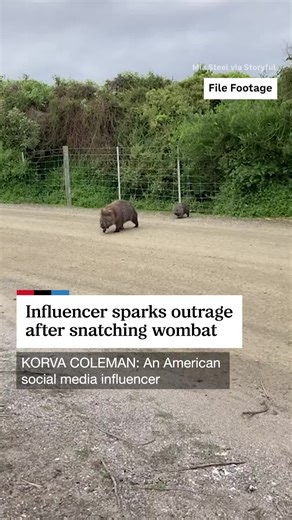 American Influencer Sparks Outrage Over Wombat Video