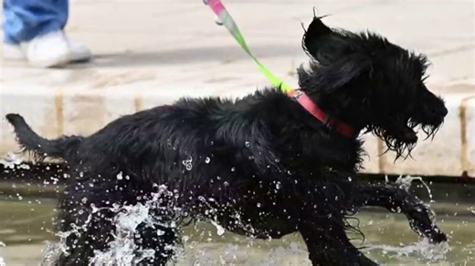 How to protect your pets during extreme heat