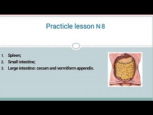 Spleen, Small intestine, Large intestine: cecum and vermiform appendix. Practical lesson N 8