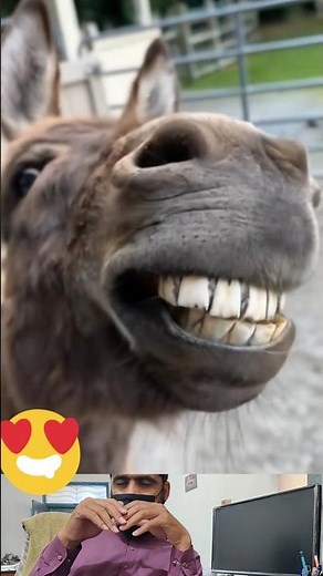 Funny Animals Eating Grass | Donkey Laughing & Camel Sounds Compilation | funny animals video