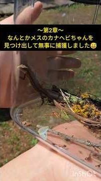 ～第2章～メスのカナヘビちゃん捕獲成功✨オスのカナヘビ君の捜索結果👈続く