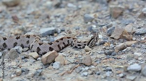 A Western Pigmy Rattlesnake, Sistrurus miliarius, a venomous North American pit viper, reacts to a perceived threat with head movements and finally moves backwards.