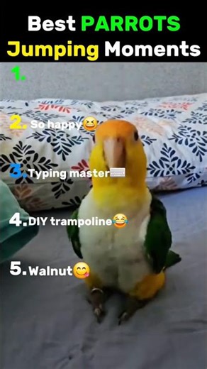 Funniest parrots jumping moments🦜 #shorts