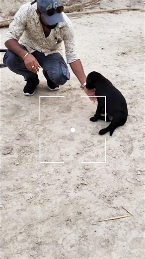 Labrador cute puppy training#shorts#short#puppy#dog#dogs#labrador