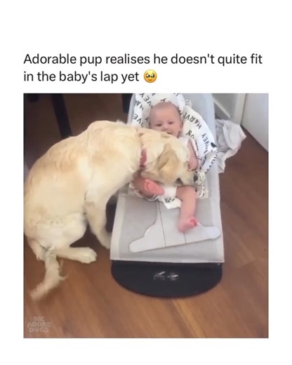 Every dog can be a lap dog if they just get the chance 💙 | Petsies