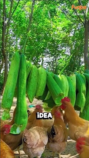 Smart Farmer’s Trick: Hanging Veggies to Feed Chickens 🐓🥦