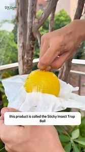 52K views · 338 reactions | Hang insect traps to protect your garden. | Amber Lynn Sysel-Lodge | Facebook