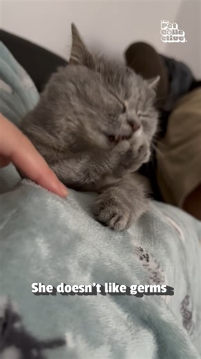 236K views · 7.7K reactions | "No toUChY!" 藍 (Via - Yuliia S.) #Kitten #NationalPetDay #Funny #Cats #CatLovers | The Pet Collective | Facebook