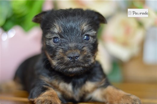 Carrie - Silky Terrier Puppy 9AAECA