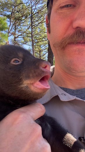 Crown jewel of Arkansas wildlife - the black bear. I’m on a den study with the Arkansas Game and Fish! #beargrease
