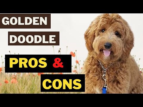 GoldenDoodle - 12 Pros and Cons of Golden Retriever and a Poodle Mix