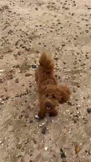 This puppy won't stop running on the beach #cute #puppies #viral