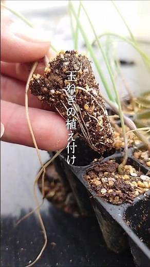 種から育てた玉ねぎ苗の植え付け。#shorts #家庭菜園 #たまねぎ #植え付け