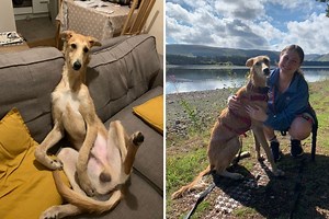 Cam Set Up To Check on Dog’s Seizures Captures Something Unexpected Instead