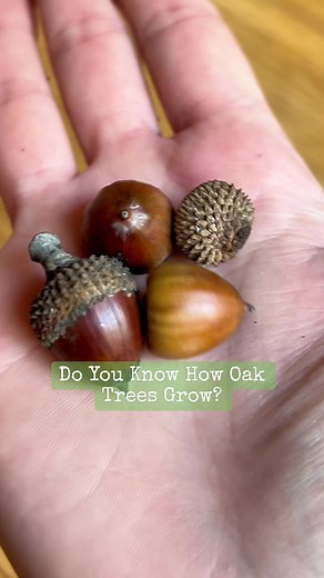 Grow Your Own Oak Tree: From Acorn to Sapling