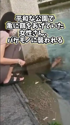 ㊗️Over 1 million views!!! A woman feeding turtles in a peaceful park gets attacked by a monster lol