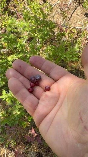 At Lookout Picking Huckleberries!