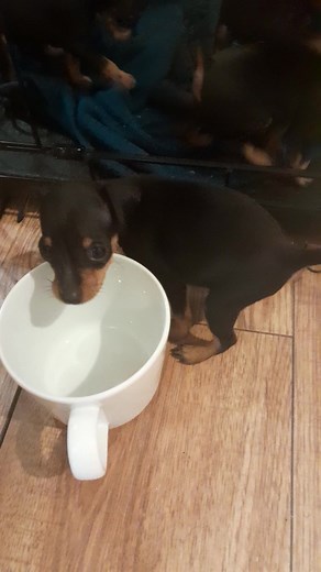 Tiny teacup micro miniature pinscher puppies #teacuppuppies