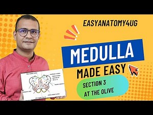 Medulla at the Level of Olive | Easy Line Diagram Explanation