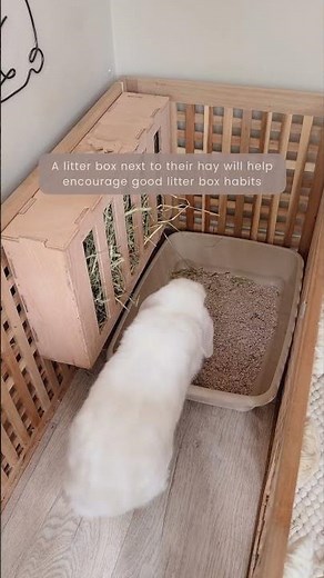 How to Care for Your Rabbits Pt1 | Housing | Rabbit Hutch | Rabbit Enclosure | Rabbit Space | Pets