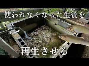 【ビオトープ作り】使われなくなった生簀を再生させてみる