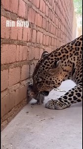 5.4M views · 87K reactions | Kitten gets cornered against wall — CAT SPRINTS like it was shot from a gun!  | Nguyễn Văn Rin | Facebook
