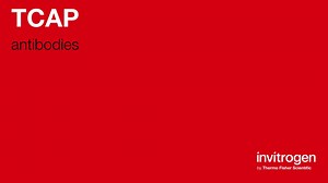 TCAP antibodies from Thermo Fisher Scientific