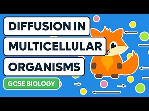 Diffusion and Exchange in Multicellular Organisms - GCSE Biology