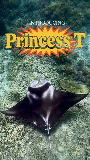 Meet Princess T — the unexpected guest of honour at Dennis the Turtle’s release party. While we were watching Dennis begin his new life on the reef, Princess T glided in from the blue, performing slow, elegant barrel rolls as she fed on the rich plankton and coral-spawn slick drifting near the surface. Our onboard marine biologist Tania spotted and filmed her first, giving her the royal name she absolutely deserves. 👑 That name — and her sighting — now sits in the Project Manta database. If she