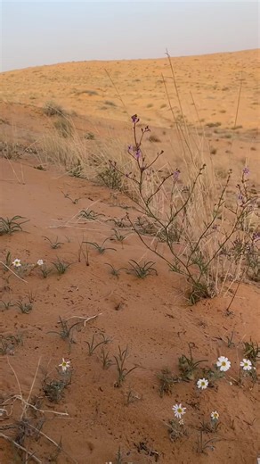 ‏#كشتات_طلعات_البر #عمير_دومة_الجندل #تصويري📸 #اكسبلور #ربيع_النفود