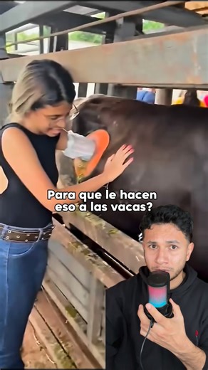 Noe Alanis on Instagram: "A algunas vacas les ponen una “ventana” en el costado para estudiar su digestión, pero lo más loco es que también sirve para curar a otras: toman microbios de esa vaca y se los dan a la enferma para reiniciar su estómago. Por eso les dicen “vacas doctoras”. 😲 SIGUEME PARA MAS @noe.ad28 @noe.ad28 •••••••••••••••••••••••••••••••••••••••• #fyp #fypシ #fypage #parati #foryou #instagram #instagood #reels #reelsinstagram #wow #datos #curiosidades #noealanis #interesante #curi