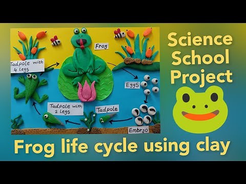 🐸"Frog" Life Cycle Project // Frog life cycle project using clay // Life Cycle Step By Step.