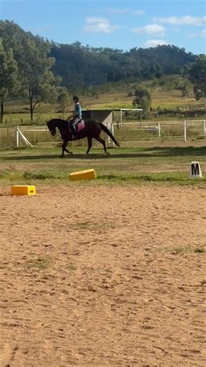 🌷 Meet Lilly 🌷 Had a great ride today on a lovely Thoroughbred mare who’s currently working in dressage. She’s definitely what you’d call a “hot” horse — very forward, sensitive, and always thinking, which makes her both a challenge and a lot of fun to ride. She’s also known to throw in a few cheeky broncs here and there, but that just comes with her personality and energy. Once you work with her and stay consistent, she really starts to settle and show her quality. She’s a beautiful, willing 